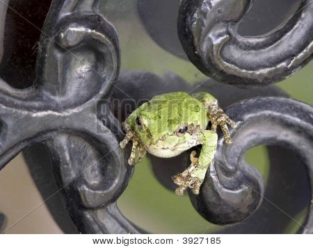 Rainette sur volutes