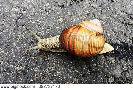 Small Garden Snail In Shell Crawling On Wet Road, Slug Hurry Home. Snail Slug Consist Of Edible Tast