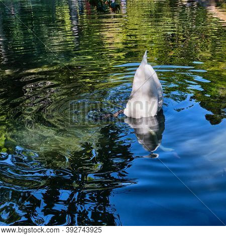 A Funny Portrait Of A White Swan With Its Head Lowered Into The Water, Tail Up, Taking Food From The