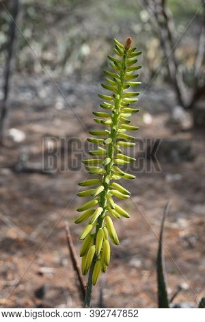 Close Up With A Greenish  Yellow Spikey Flower.