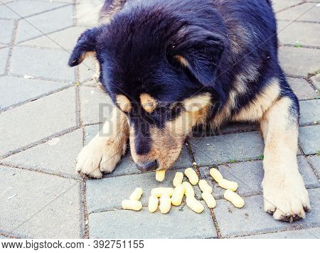 Black Beige Mongrel Dog Eats Corn Sticks. Photo With Filter