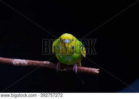 Yellow And Green Budgie, Budgie Sits On A Wooden Stick. Black Background