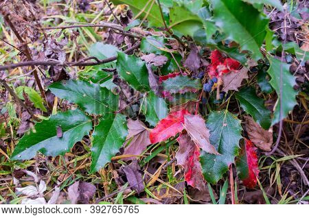 The Plant Mahonia Holm With Bright Green And Red Shiny Leaves And Dark Blue Berries Growing In The W