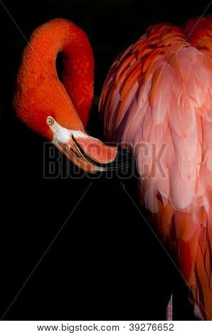Flamingo