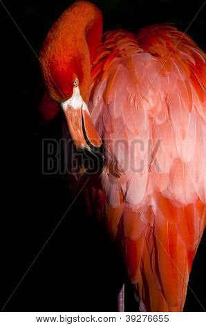 Flamingo