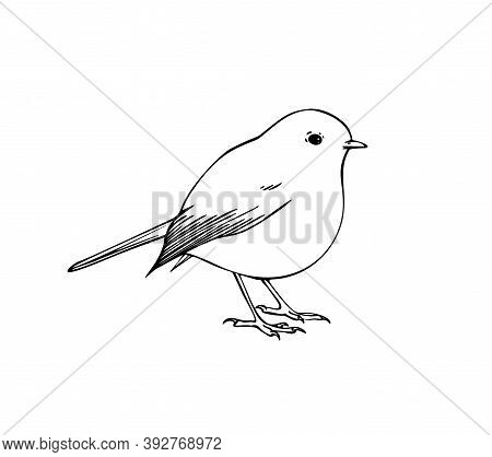 Hand Drawn Vector Ink Illustration Of Robin Bird. Coloring Page