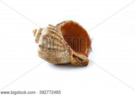 Small Shell Isolated On White Background. Exoskeleton Of The Ocean Or Sea Mollusc. Marine Life Form.