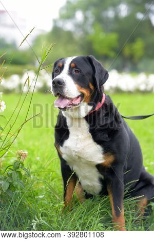 Grosser Schweizer Sennenhund