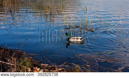 Single Colorful Male Duck (mallard) Swimming On Blue Water Between Reed