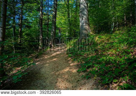 Summer Forest Idyllic Landscape Scenery Environment Space Without People Here Near Dirt Lonely Trail