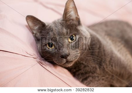 Gato cinzento