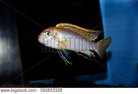 The Perlmutt Cichlid Fish - Labidochromis Perlmutt