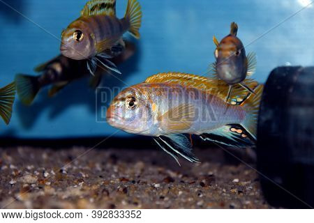 The Perlmutt Cichlid Fish - Labidochromis Perlmutt