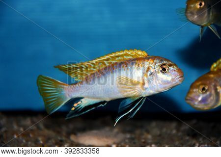 The Perlmutt Cichlid Fish - Labidochromis Perlmutt