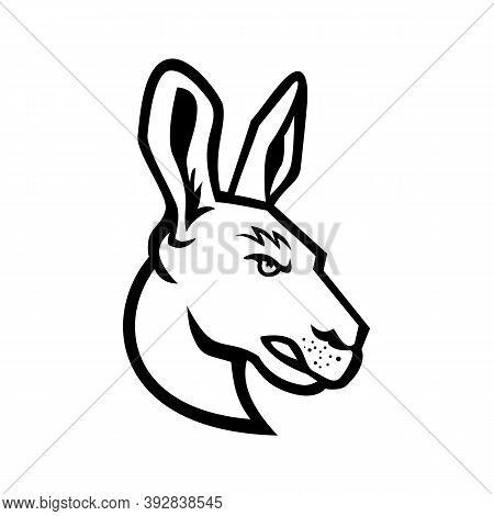 Mascot Black And White Illustration Of Head Of An Angry  Kangaroo, A Marsupial From The Family Macro