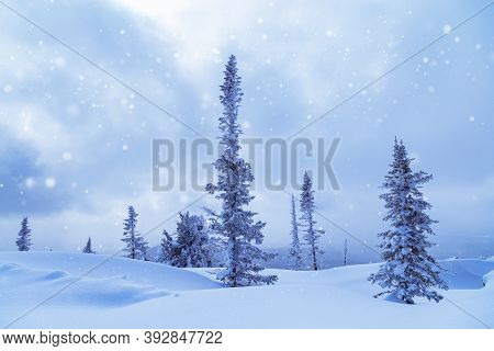 Snowdrifts And Fir Trees In Fluffy Snow, Sky In Clouds, Winter Landscape. It Is Snowing. Nature View