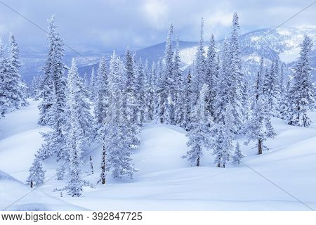 Winter Coniferous Forest On Top Of Mount Utua. Snow Falling, Blue Sky And White Snowfall. Nature Vie