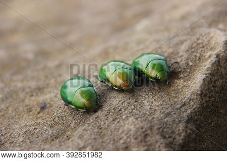 The shiny green beetle or Cotinis mutabilis is a nocturnal animal. three green beetles on a brown ro