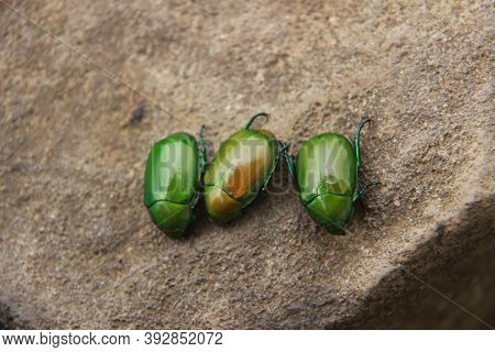 The Shiny Green Beetle Or Cotinis Mutabilis Is A Nocturnal Animal. Three Green Beetles On A Brown Ro