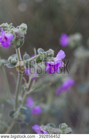 Purple Blooming Inflorescences Of Wishbone Bush, Mirabilis Laevis, Nyctaginaceae, Native Hermaphrodi