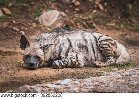 Striped Hyena Have Excellent Senses Of Vision, Hearing And Smell Spotted This At Evening Safari Near