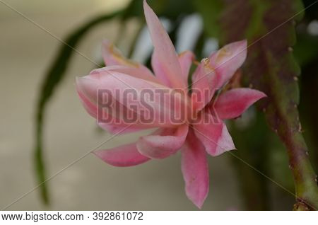 Closeup On Epiphyllum Orchid Cactus Flower Stigma And Stamen On Green Background