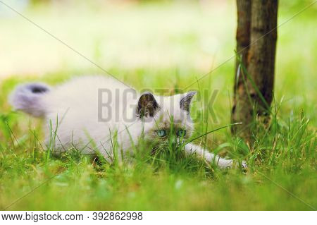 Playful Cute Little Kitten Sneaking In The Grass.