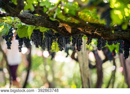 Bunches Of Tinta Negra Mole Grapes On Pergola  In Estreito  De Camara  De Lobos On Madeira. Portugal