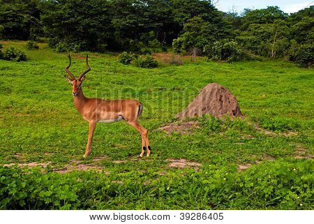 แอนทีโลปป่าชายอิมพาลา (แอฟริกาใต้)