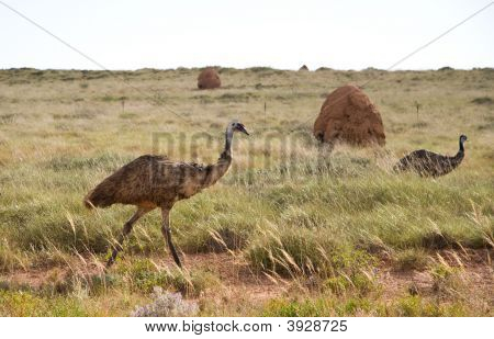 Emus In The Australian Outback