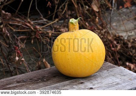 Mini Pumpkin Is Lying On A Bench In The Backyard In The Village Against The Background Of Wild Grape