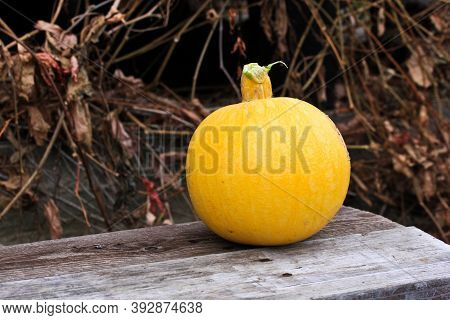 Mini Pumpkin Is Lying On A Bench In The Backyard In The Village Against The Background Of Wild Grape