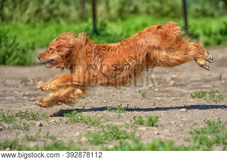 Red Spaniel Quickly Runs In The Park