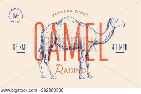 Camel. Template Label. Vintage Retro Print, Tag, Label With Camel Drawing, Engraved Old School Style