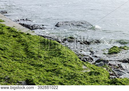 Green Seaweed At Ocean Coast Beach Lettuce