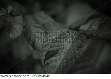 Water Droplets On Leaves After Rain Blur.