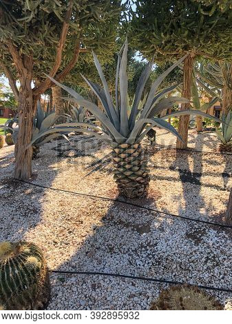 Blue Agave, Agave Azul Or Tequila Agave In Egypt