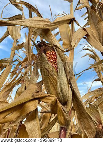 Detail Of A Fully Ripe Corn On The Cob In A Leaf Wrap On A Corn Plant In A Corn Field. In The Backgr