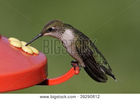 Ruby - throated Kolibri