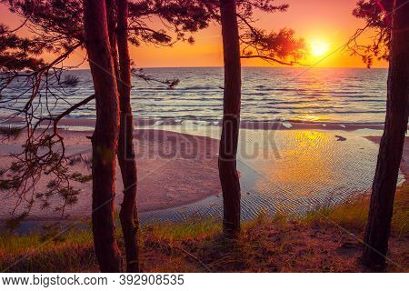 Baltic Sea Coast. Pine Forest On The Seashore. The River Flows Into The Sea