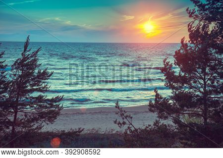 Beautiful Sunset Over Sea. Pine Trees On The Beach