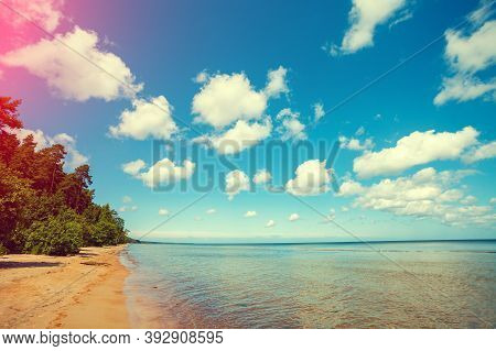 Baltic Sea Coast. Pine Forest On The Seashore
