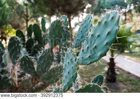 Blind Prickly Pear Cactus Field. Closeup View Of Green Cacti Leaves With Sharp Spines. Beautiful Tro