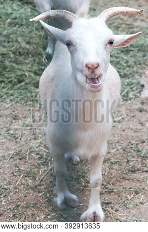 Funny White Curious Goat Bleating Behind A Fence In A Zoo Or On A Farm. Breeding Livestock For Milk 