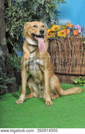 Outbred Happy Brown Dog On Green Grass