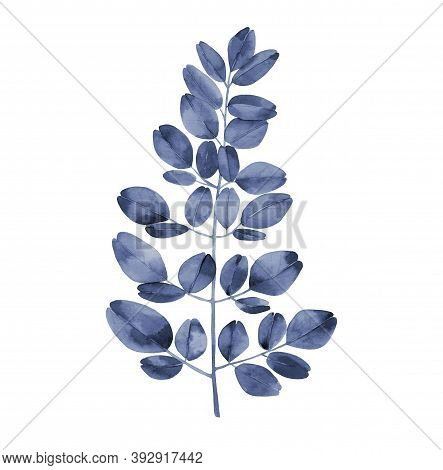 Navy Blue Watercolour Branch. Abstract Moringa Tree Leaves. Botanical Illustration Isolated On White