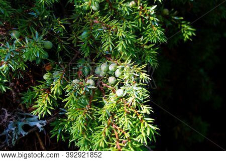 Group Of Unrape Juniper Berries On The Tree Illuminated From The Natural Light