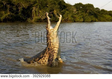 Spectacled Caiman Caiman Crocodilus, Adult Leaping Out Of Water With Open Mouth, Los Lianos In Venez