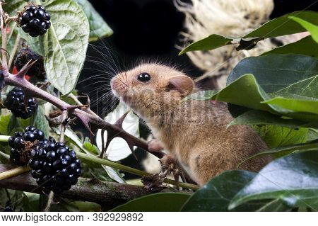 Common Dormouse Muscardinus Avellanarius, Adult Standing In Bramble, Normandy In France