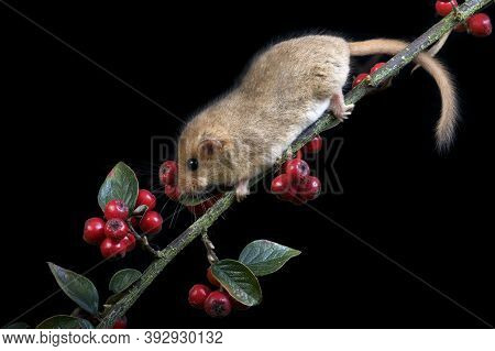 Common Dormouse Muscardinus Avellanarius, Adult Standing On Branch With Berries, Normandy In France